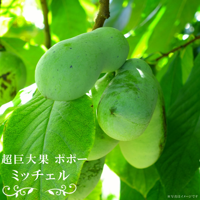 果樹　ポポーの木　ミッチェル