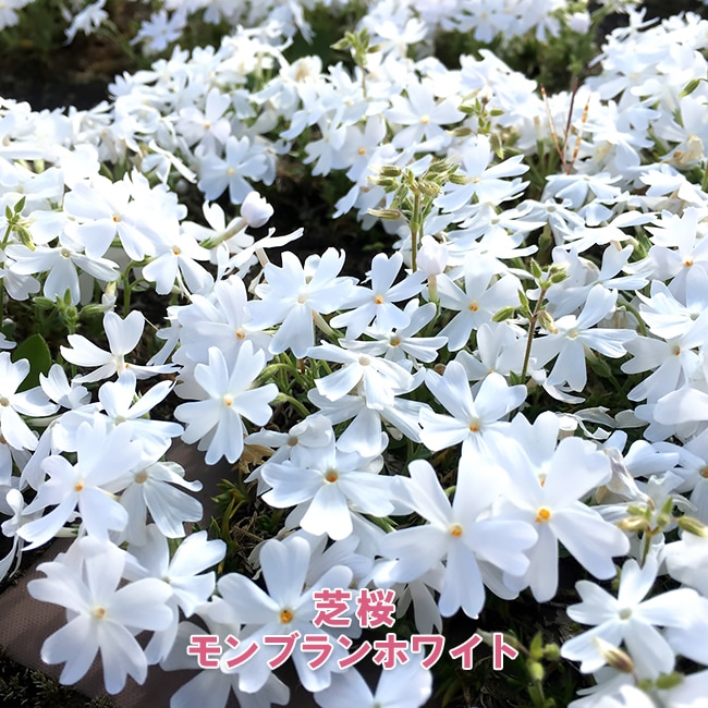 花色を選んで注文できる芝桜 苗 販売 苗木部 By 花ひろばオンライン