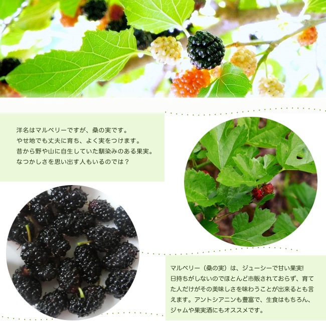 桑（マルベリー） マルベリー 苗 通販 苗木部 By 花ひろばオンライン
