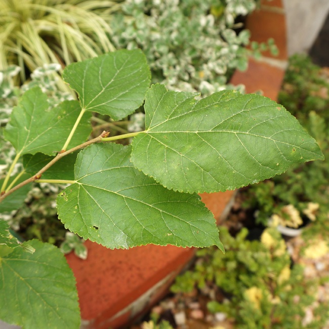 桑（マルベリー） の葉