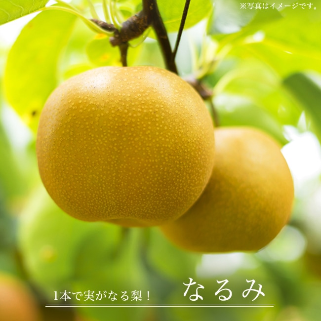 梨 赤ナシ なるみ 苗 販売 苗木部 By 花ひろばオンライン