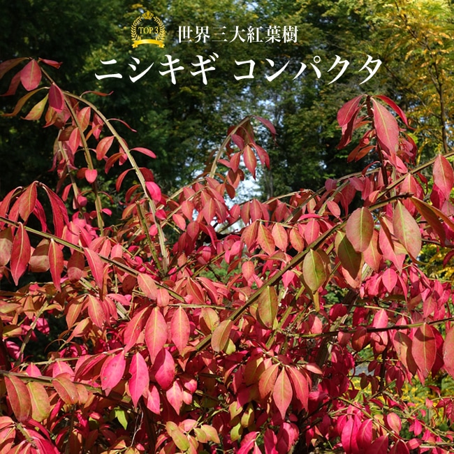 ニシキギ コンパクタ 苗 販売 苗木部 By 花ひろばオンライン
