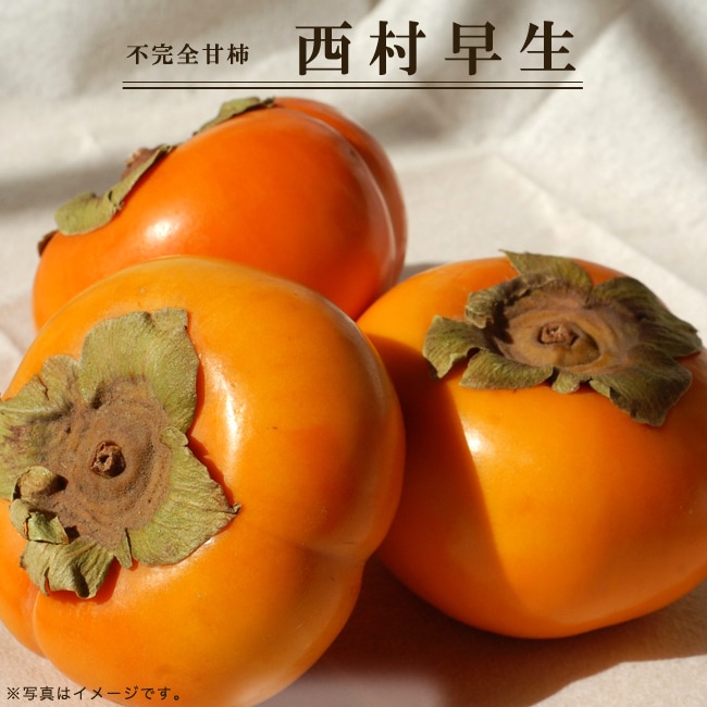 柿 不完全甘柿 西村早生 苗 販売 苗木部 By 花ひろばオンライン