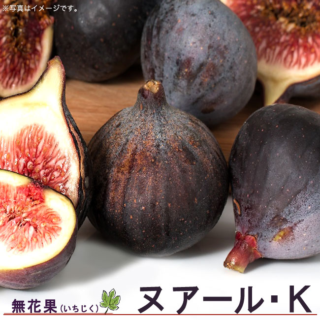 イチジク 夏果専用種 ヌアールK 苗 通販 おすすめ 苗木部 By 花ひろば