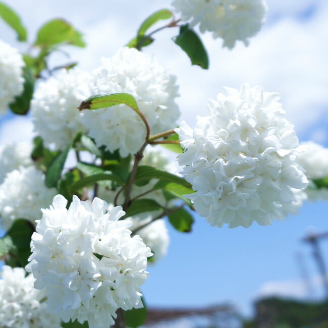 ビバーナム オオデマリ 3