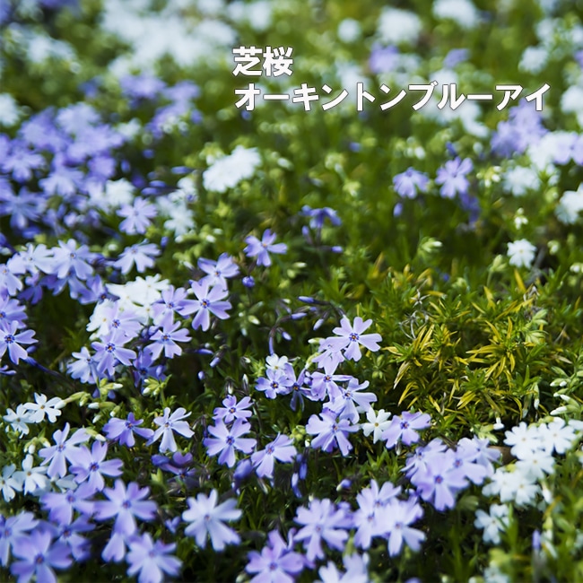 花色を選んで注文できる芝桜 苗 販売 苗木部 By 花ひろばオンライン