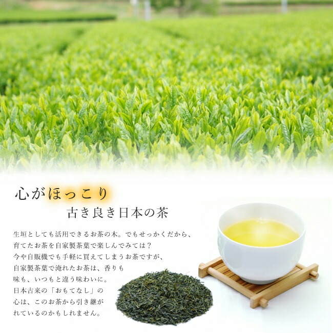 心がほっこり、古き良き日本のお茶