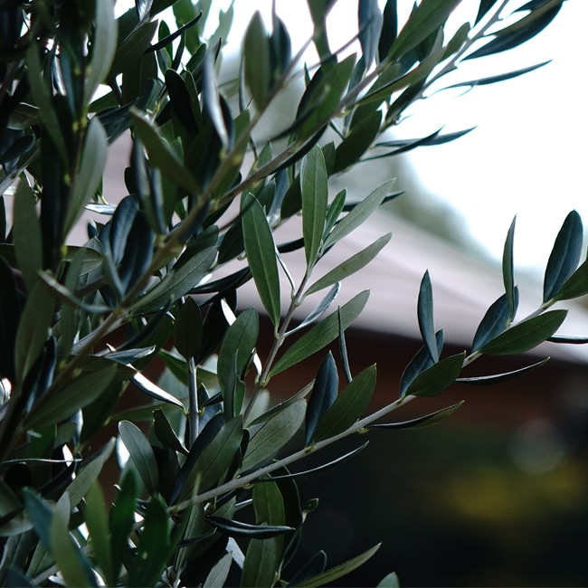 オリーブ マンザニロ 苗 販売 苗木部 By 花ひろばオンライン