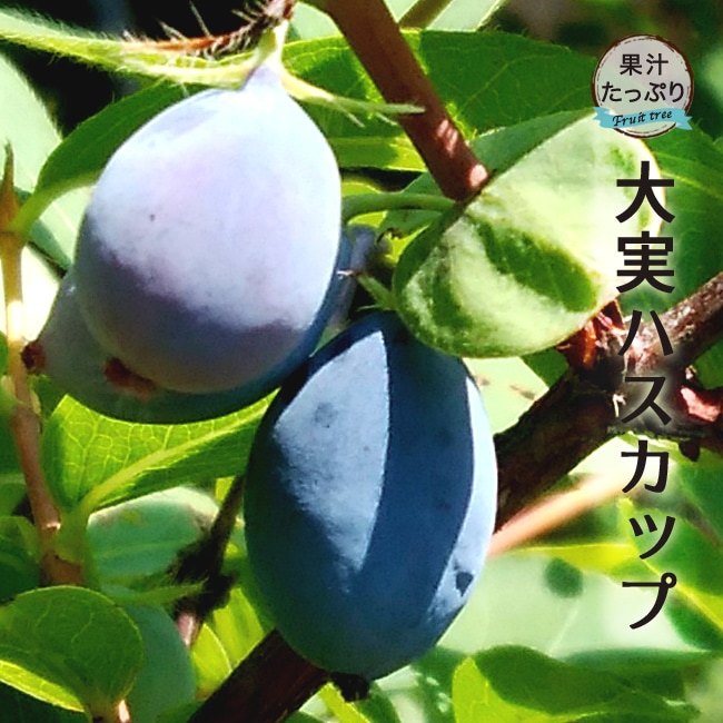 ハスカップ 大実ハスカップ 1