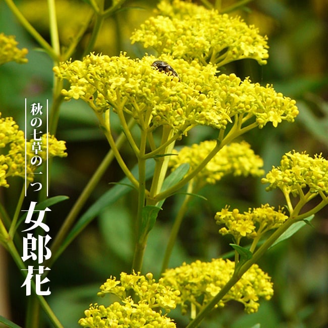 女郎花 オミナエシ 