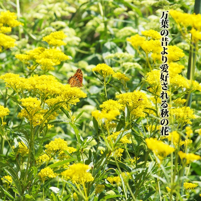 宿根カスミソウ スノーフレーク 