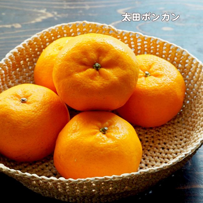 太田ポンカン みかん 苗 おすすめ 苗木部 By 花ひろばオンライン