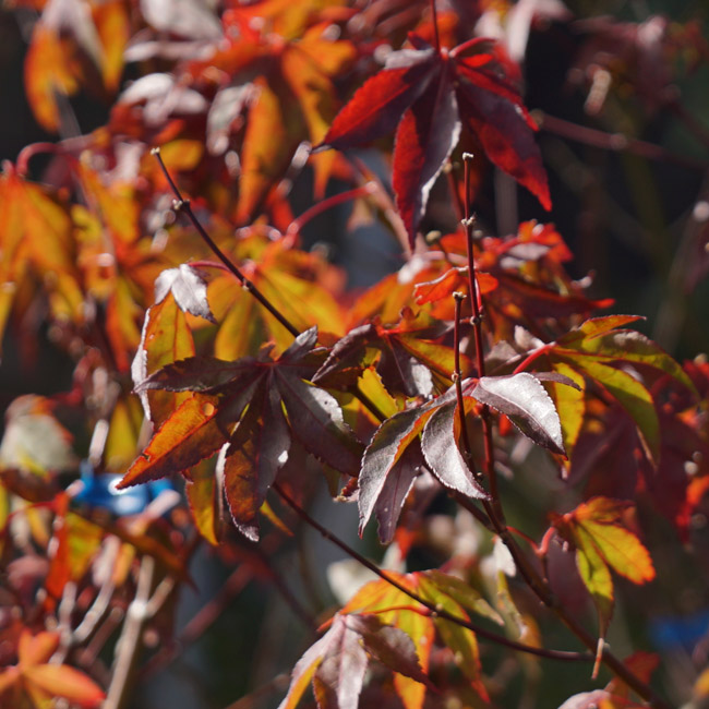カエデ・もみじ 大盃 2
