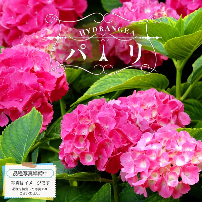 アジサイ シティーラインパリ 