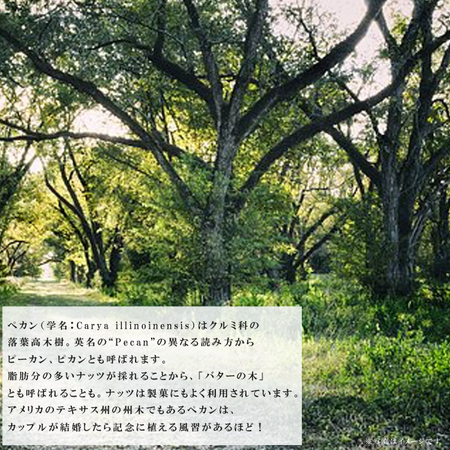 ペカンナッツ ケープフェア 苗 販売 苗木部 By 花ひろばオンライン