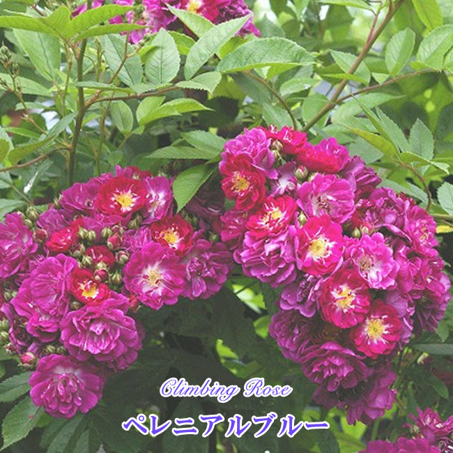 バラ ペレニアルブルー 2