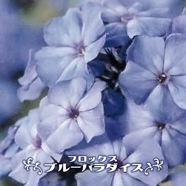   フロックス　ブルーパラダイス　