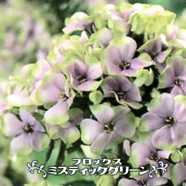 フロックス ミスティックグリーン 