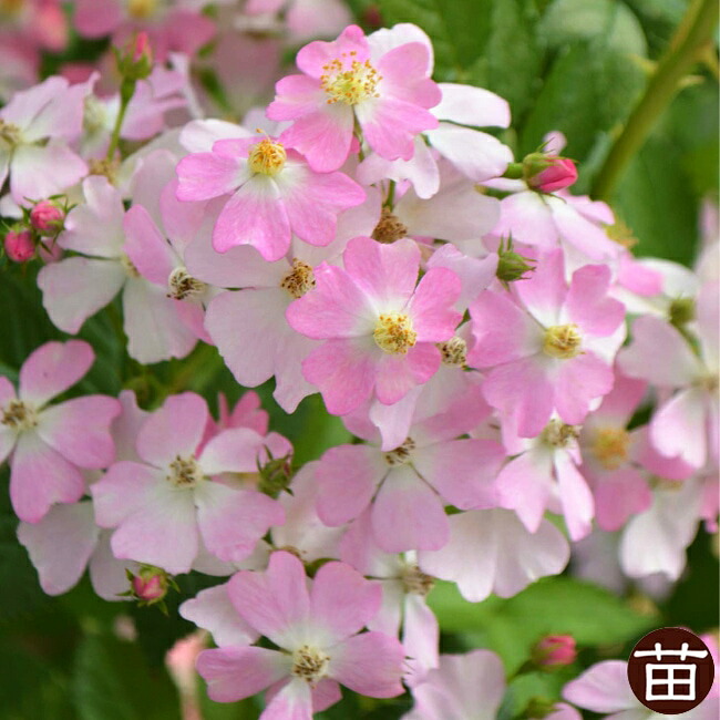 バラ　フロキシーベビー