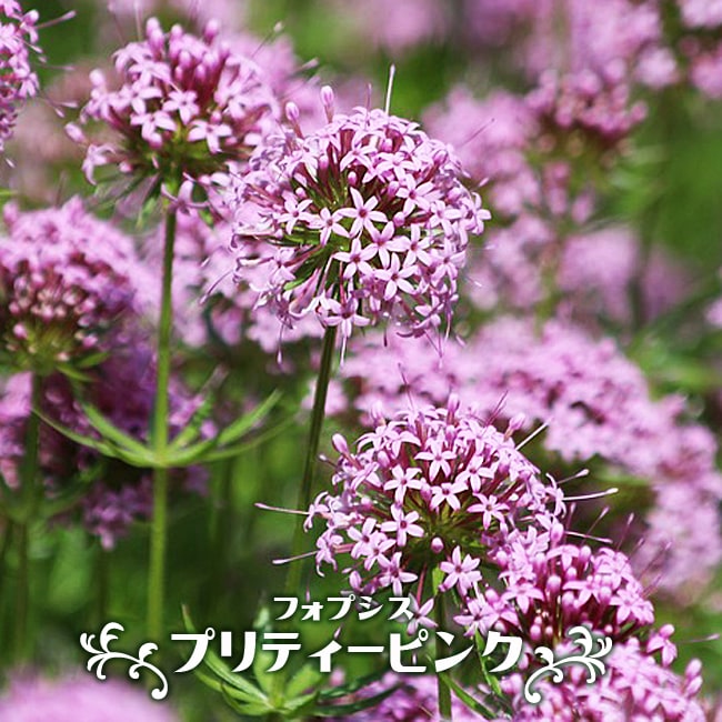フォプシス プリティーピンク 