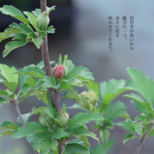 ムクゲの蕾