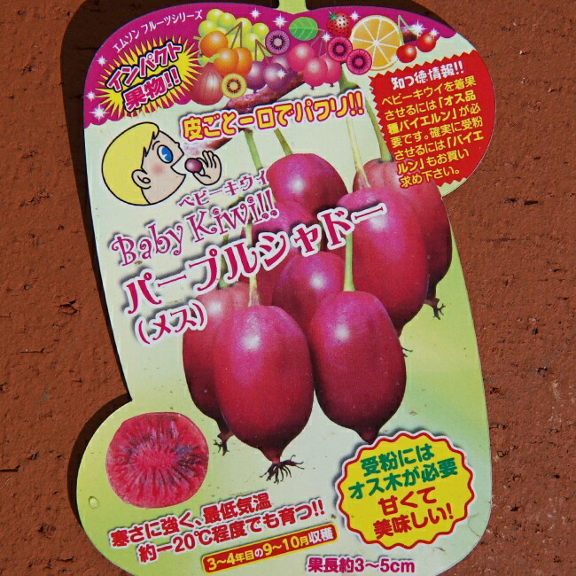 サルナシ パープルシャドー 1