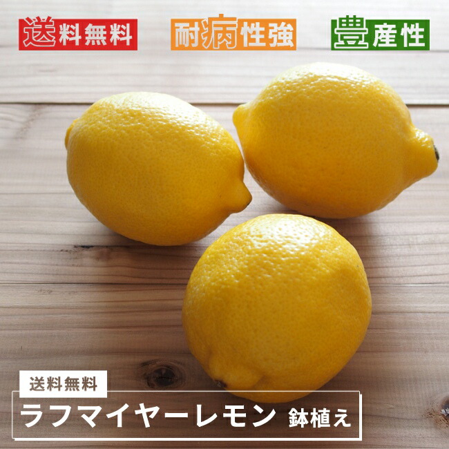 柑橘 ラフマイヤー 