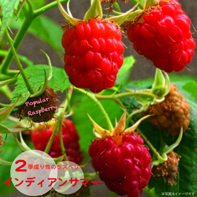 ラズベリー インディアンサマー 2