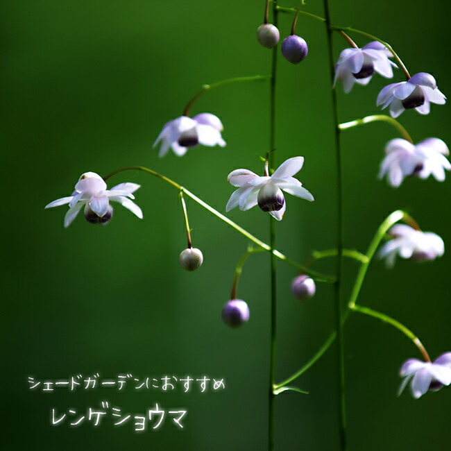 レンゲショウマ  3