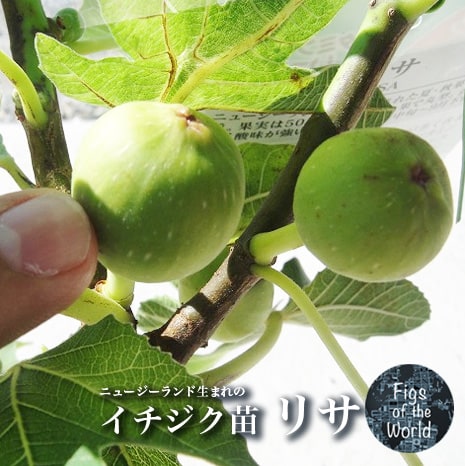 イチジク 夏秋兼用種 リサ 苗 販売 苗木部 By 花ひろばオンライン