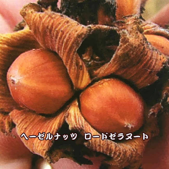 ヘーゼルナッツ ロードゼラヌート 