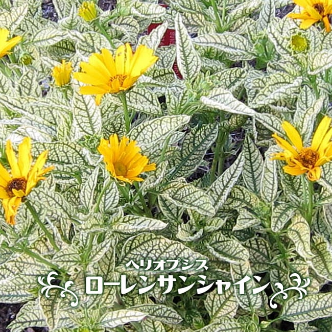 ヘリオプシス ローレンサンシャイン