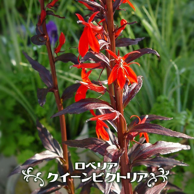 宿根ロベリア クイーンビクトリア 