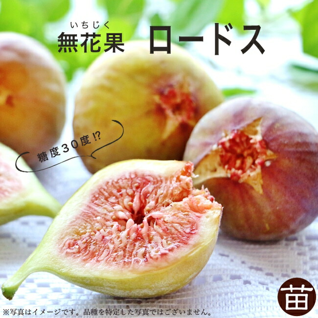 ロードスの果実