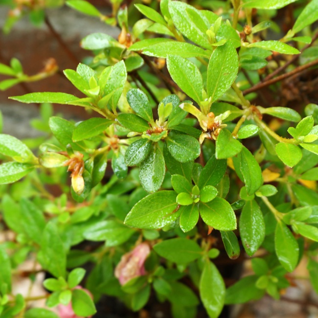 サツキ ロージー 3