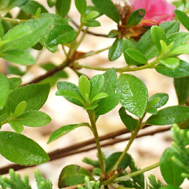 サツキ ロージー 4