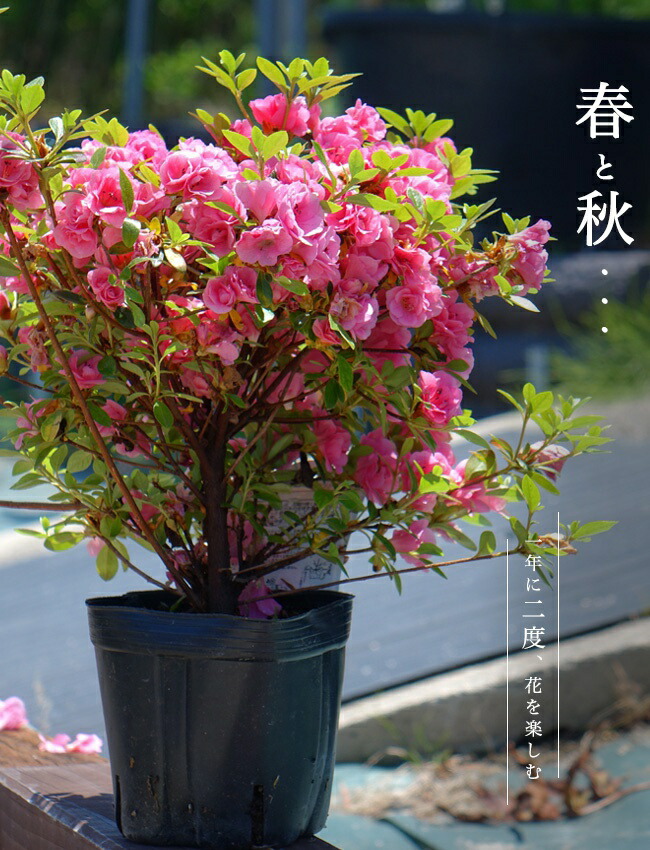 サツキ ロージー 2