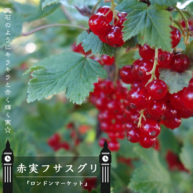 赤実フサスグリ ロンドンマーケット