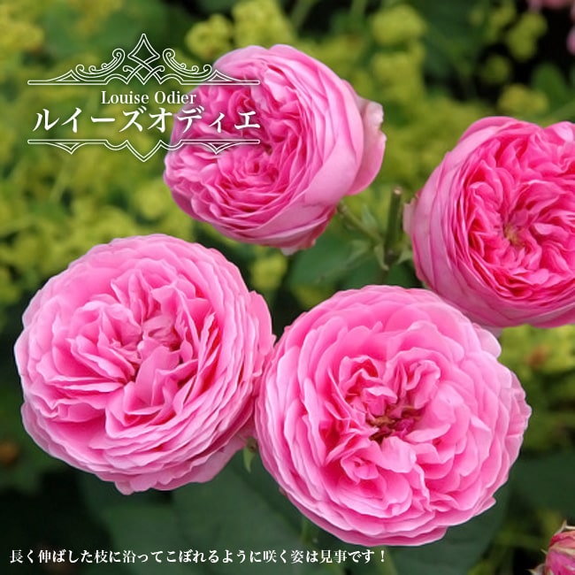 バラ ルイーズオディエ 