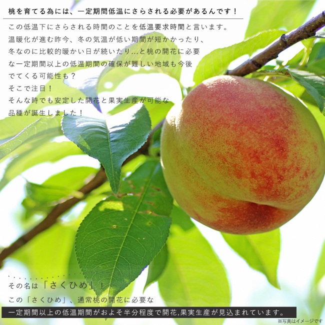 さくひめの解説