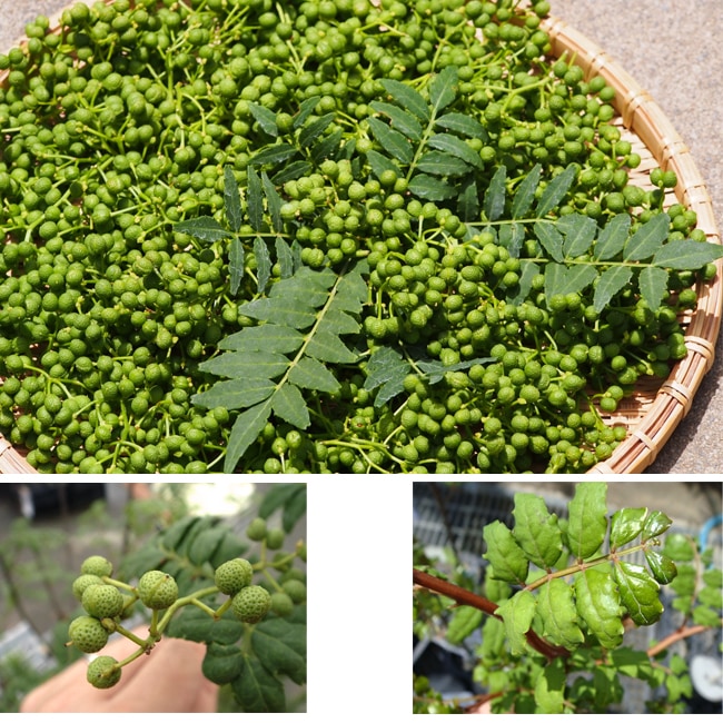 サンショウ 朝倉山椒 1