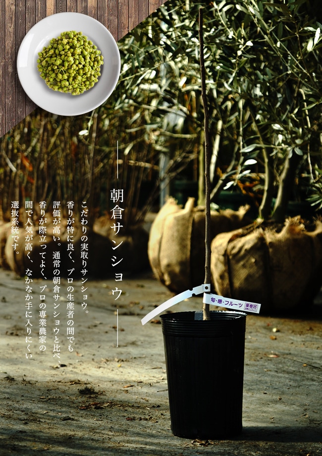 サンショウ 朝倉山椒 3