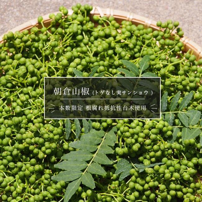 山椒の葉にキアゲハの幼虫がいました。 山椒の苗木 丈25cm位 1株 サンショウ 香味 アゲハ幼虫の餌用 アゲハ産卵用