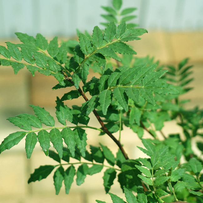 サンショウ 朝倉山椒 苗 鉢植え 苗木部 By 花ひろばオンライン
