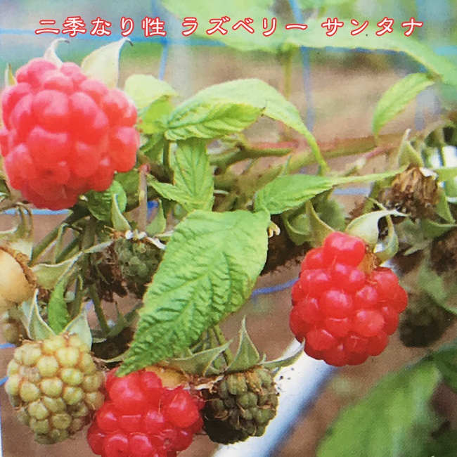 ラズベリー サンタナ 
