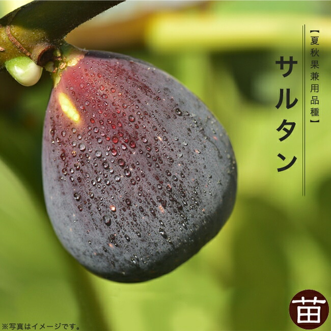 イチジク サルタン 