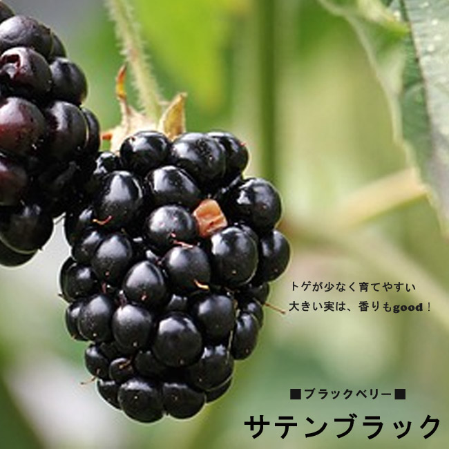 無農薬栽培トゲ無しブラックベリー大苗 とげなし ブラックベリー ヒマラヤ 4号ポット苗 挿し木 2年生 爆買い