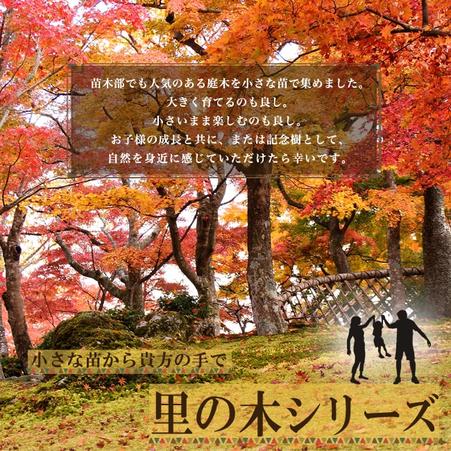 里の木シリーズ