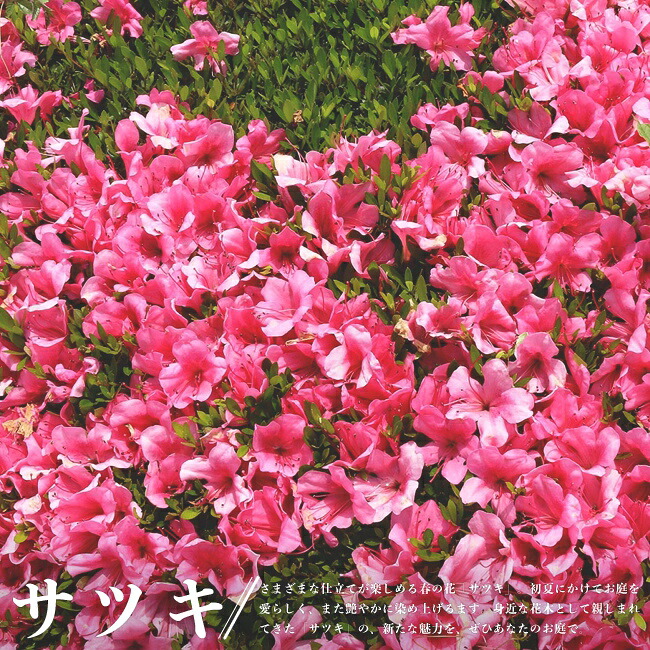 サツキ  7