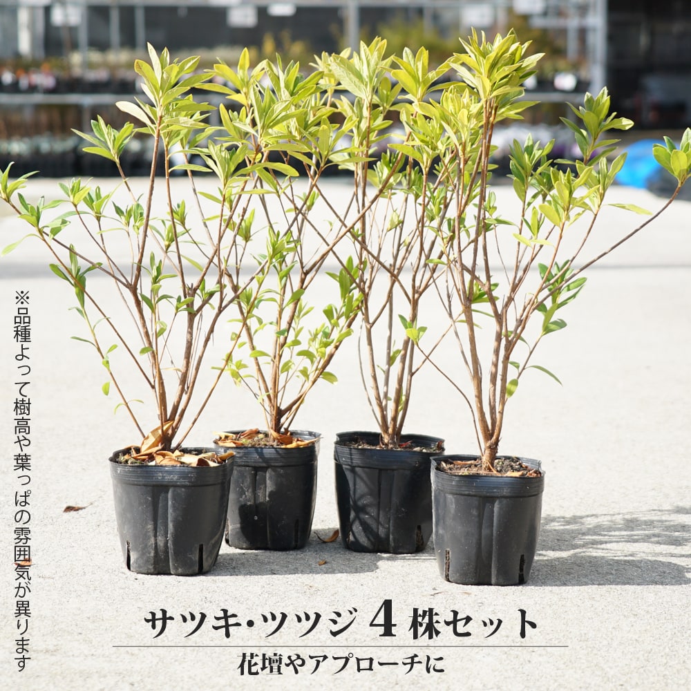 久留米ツツジ 本霧島 苗 通販 苗木部 By 花ひろばオンライン